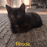 Rhoda (2)